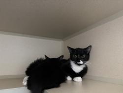 Shelter Stray Female Cat last seen Near 10th Avenue, NEW YORK, NY, 10001, 326 E 110th St, New York, NY 10029, USA