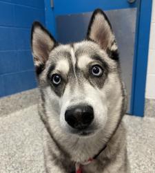 Shelter Stray Female Dog last seen Wadsworth Blvd / W Fifth Ave, Lakewood, CO, 80228, 580 McIntyre St, Golden, CO 80401, USA