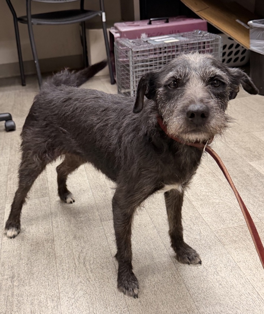Shelter Stray Female Dog last seen Near E San Ysidro Boulevard, San Diego, CA, 92154, 5500 Gaines St, San Diego, CA 92110, USA