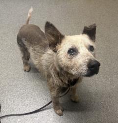Shelter Stray Male Dog last seen Near Myrtlewood, Escondido, CA, 92027, Escondido, CA 92027, USA