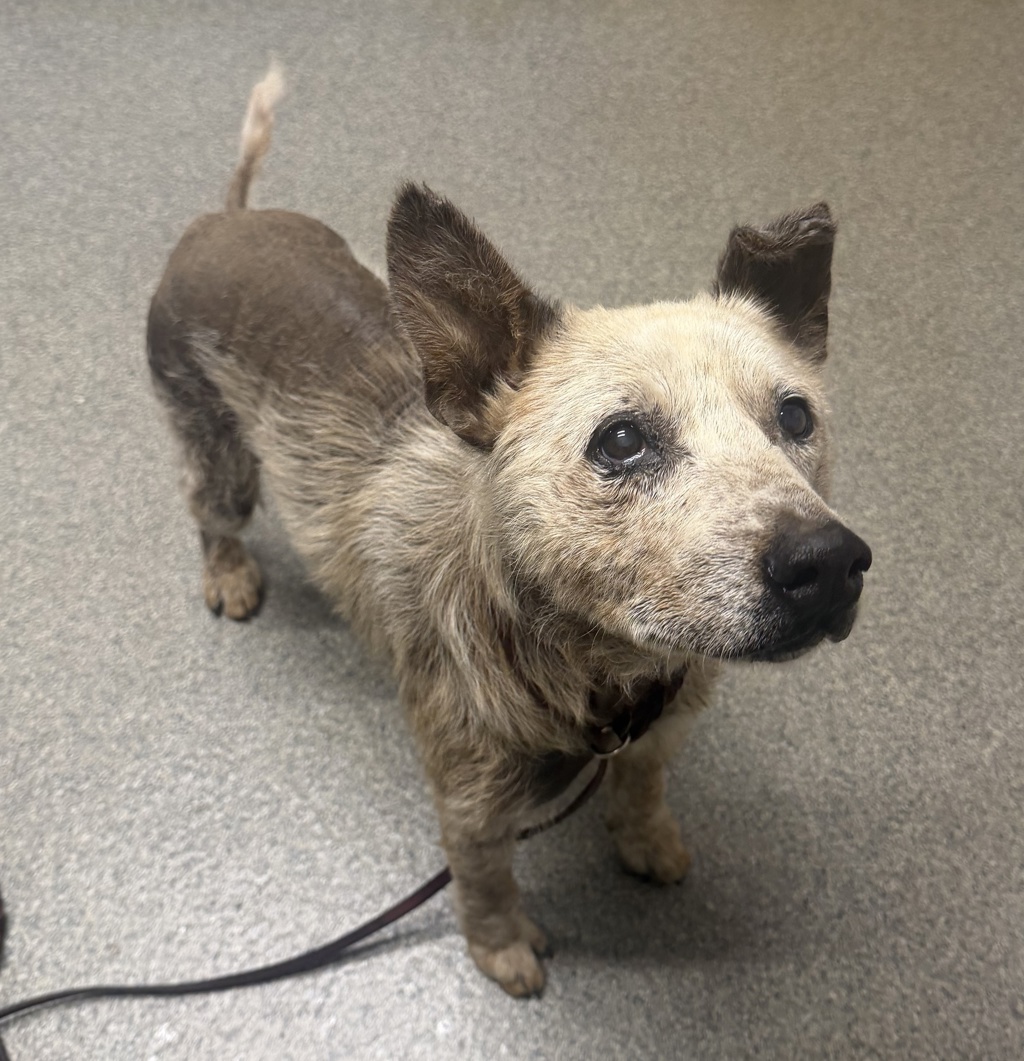 Shelter Stray Male Dog last seen Near Myrtlewood, Escondido, CA, 92027, Escondido, CA 92027, USA