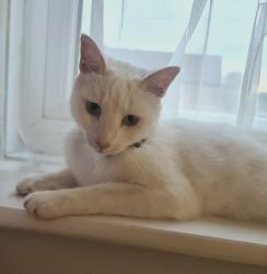 Reunited Female Cat last seen Le31bg, Leicester, England LE3 1BG