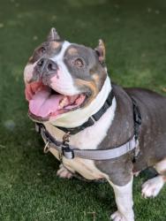 Shelter Stray Female Dog last seen Craven Road, San Marcos, CA, 92069, Oceanside, CA 92058, USA