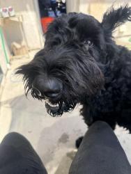 Lost Male Dog last seen Clark and park, Bellflower, CA 90706