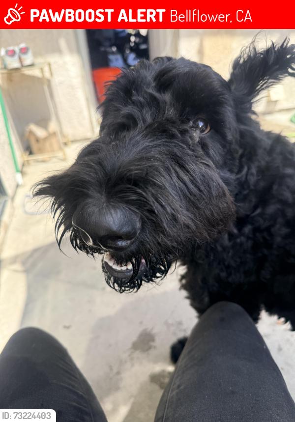 Lost Male Dog last seen Clark and park, Bellflower, CA 90706