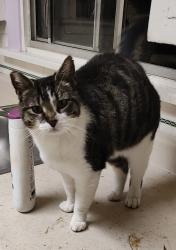 Lost Female Cat last seen Layfayette St $ Ward st, Martinez, CA 94553