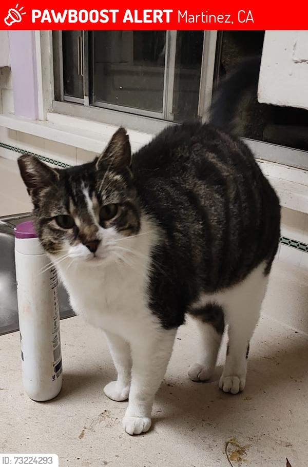 Lost Female Cat last seen Layfayette St $ Ward st, Martinez, CA 94553