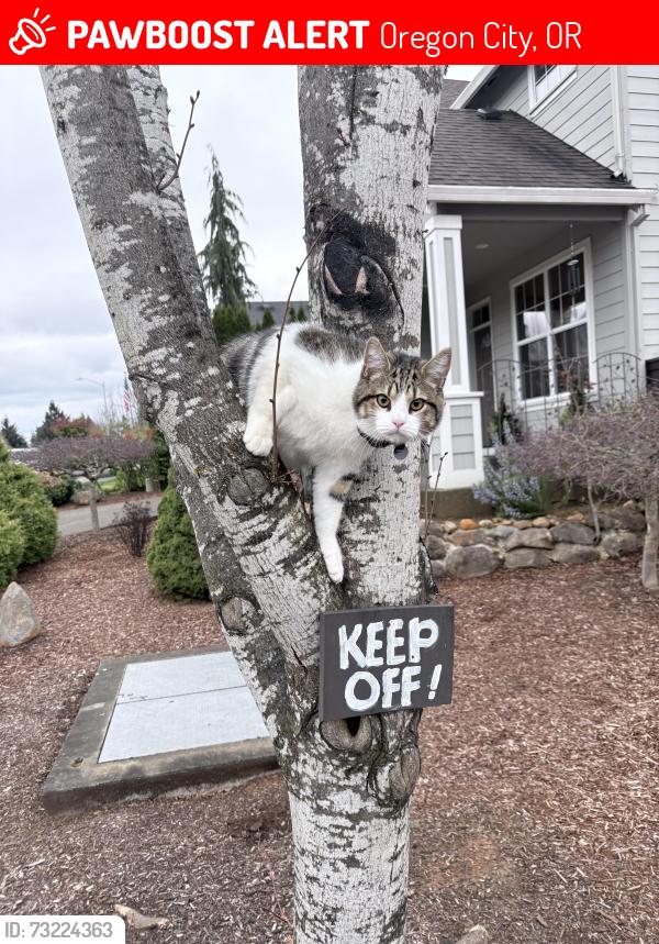 Lost Male Cat last seen Pavillion Park Neighborhood, Oregon City, OR 97045