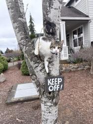 Lost Male Cat last seen Pavillion Park Neighborhood, Oregon City, OR 97045