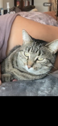 Lost Female Cat last seen N/a, San Jose, CA 95118