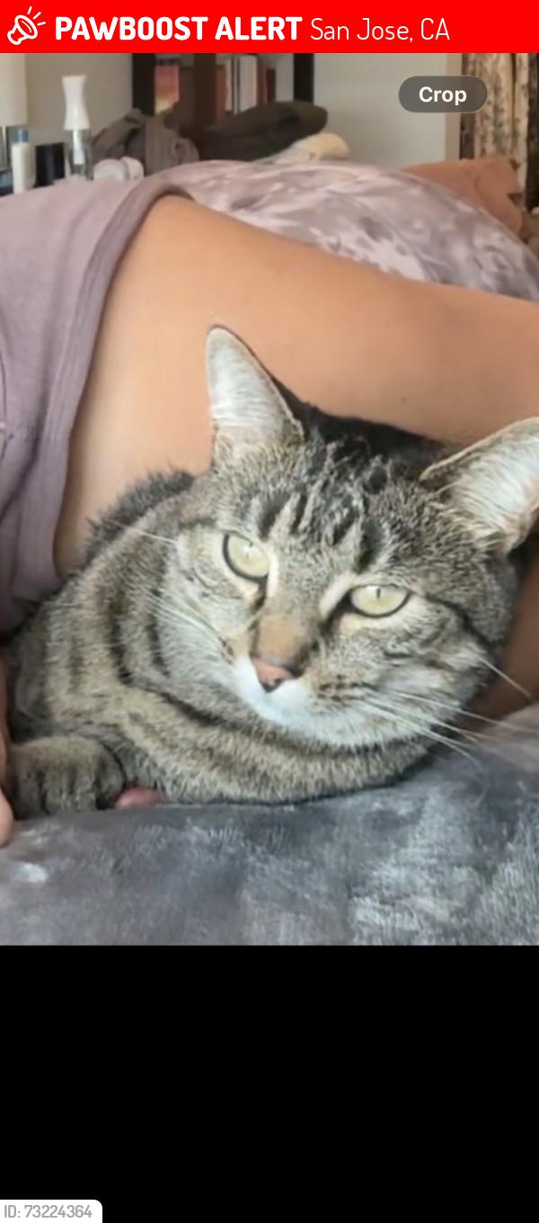 Lost Female Cat last seen N/a, San Jose, CA 95118