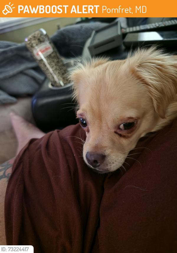 Found/Stray Male Dog last seen Marshall corner, Pomfret, MD, Pomfret, MD 20675
