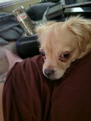 Found/Stray Male Dog last seen Marshall corner, Pomfret, MD, Pomfret, MD 20675