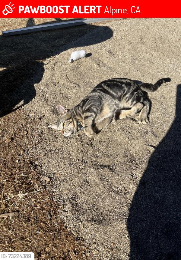 Lost Male Cat last seen alpine blvd, Alpine, CA 91901