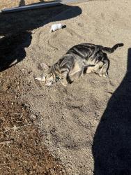Lost Male Cat last seen alpine blvd, Alpine, CA 91901