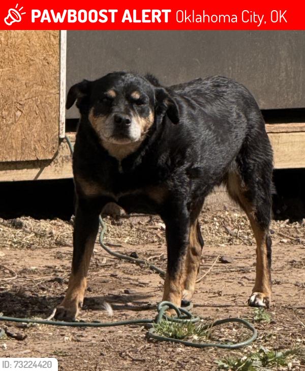 Lost Male Dog last seen 10th and meridian, Oklahoma City, OK 73107