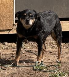 Lost Male Dog last seen 10th and meridian, Oklahoma City, OK 73107