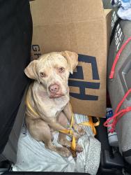 Found/Stray Unknown Dog last seen Port St Lucie, Port St. Lucie, FL 34986