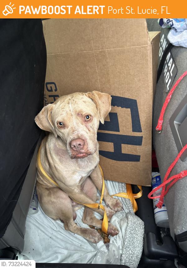 Found/Stray Unknown Dog last seen Port St Lucie, Port St. Lucie, FL 34986