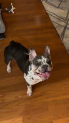 Lost Female Dog last seen Last seen at Save-A-Lot in North Philadelphia at the address 701 West Lehigh avenue., Philadelphia, PA 19133