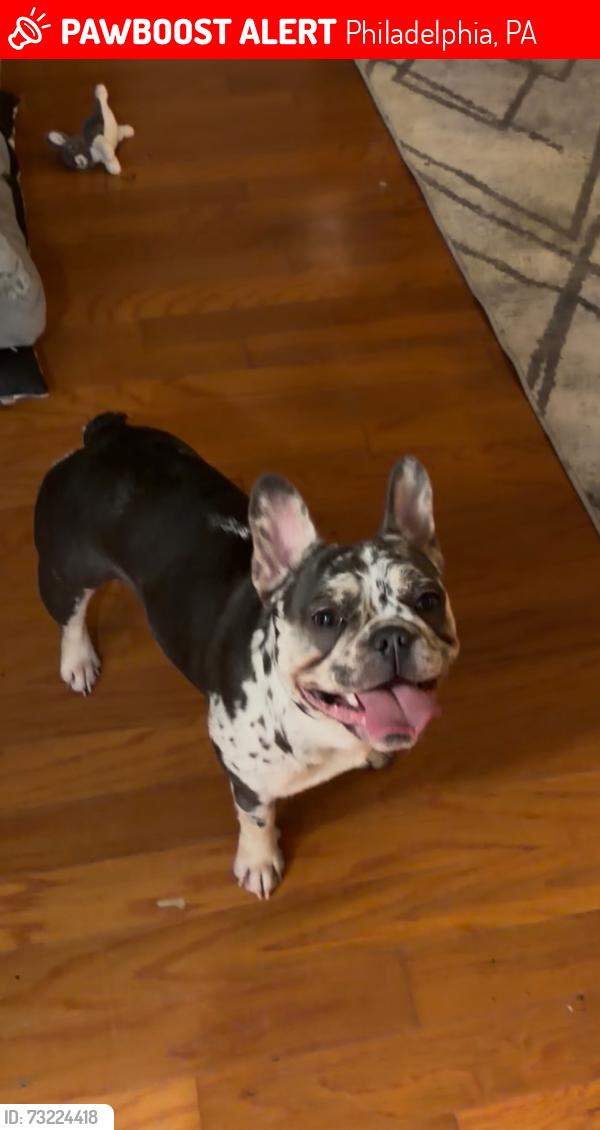 Lost Female Dog last seen Last seen at Save-A-Lot in North Philadelphia at the address 701 West Lehigh avenue., Philadelphia, PA 19133