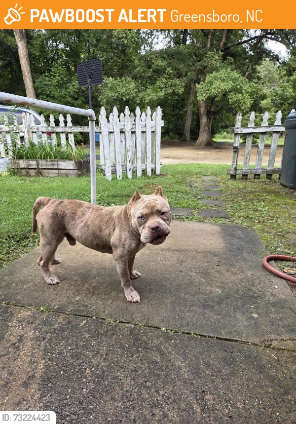 Found/Stray Male Dog last seen Whitts store, Greensboro, NC 27406