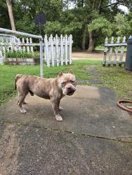Found/Stray Male Dog last seen Whitts store, Greensboro, NC 27406