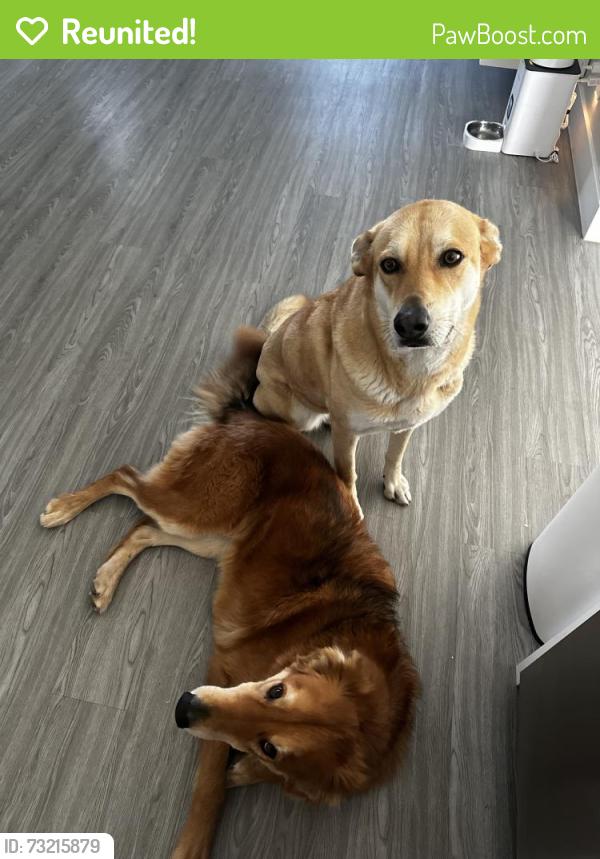 Reunited Male Dog last seen Decatur and Flamingo, Las Vegas, NV 89103