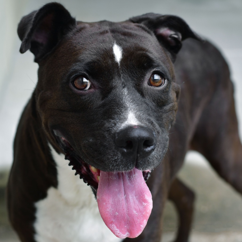 Shelter Stray Female Dog last seen , 3173 K-68 Hwy, Ottawa, KS 66067, USA