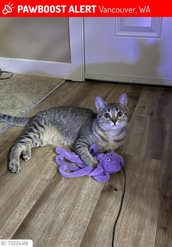 Lost Female Cat last seen NE 4 Seasons LN, Vancouver, WA 98684