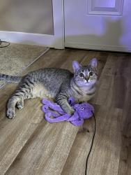 Lost Female Cat last seen NE 4 Seasons LN, Vancouver, WA 98684