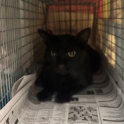 Shelter Stray Male Cat last seen , 361 S Raymond Ave, Pasadena, CA 91105, USA