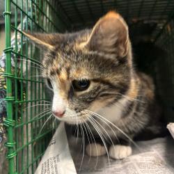 Shelter Stray Female Cat last seen , 361 S Raymond Ave, Pasadena, CA 91105, USA