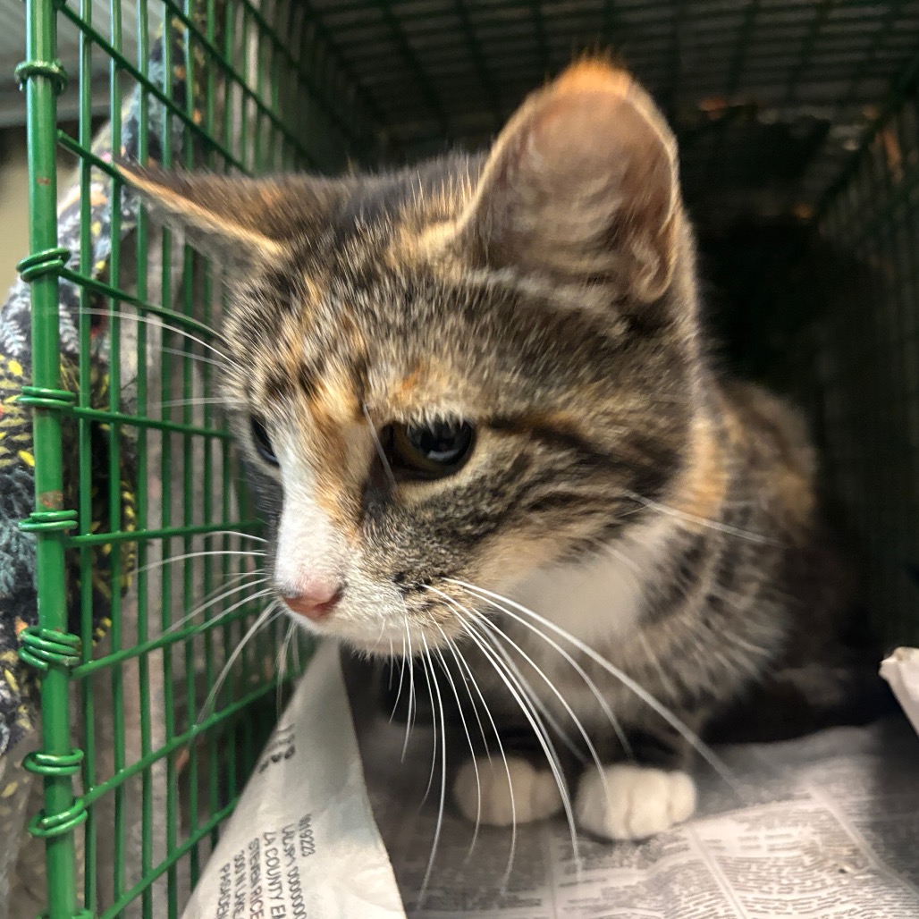 Shelter Stray Female Cat last seen , 361 S Raymond Ave, Pasadena, CA 91105, USA