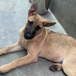 Shelter Stray Male Dog last seen , 361 S Raymond Ave, Pasadena, CA 91105, USA