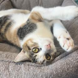 Shelter Stray Female Cat last seen , 8020 Washington St, Port Richey, FL 34668, USA