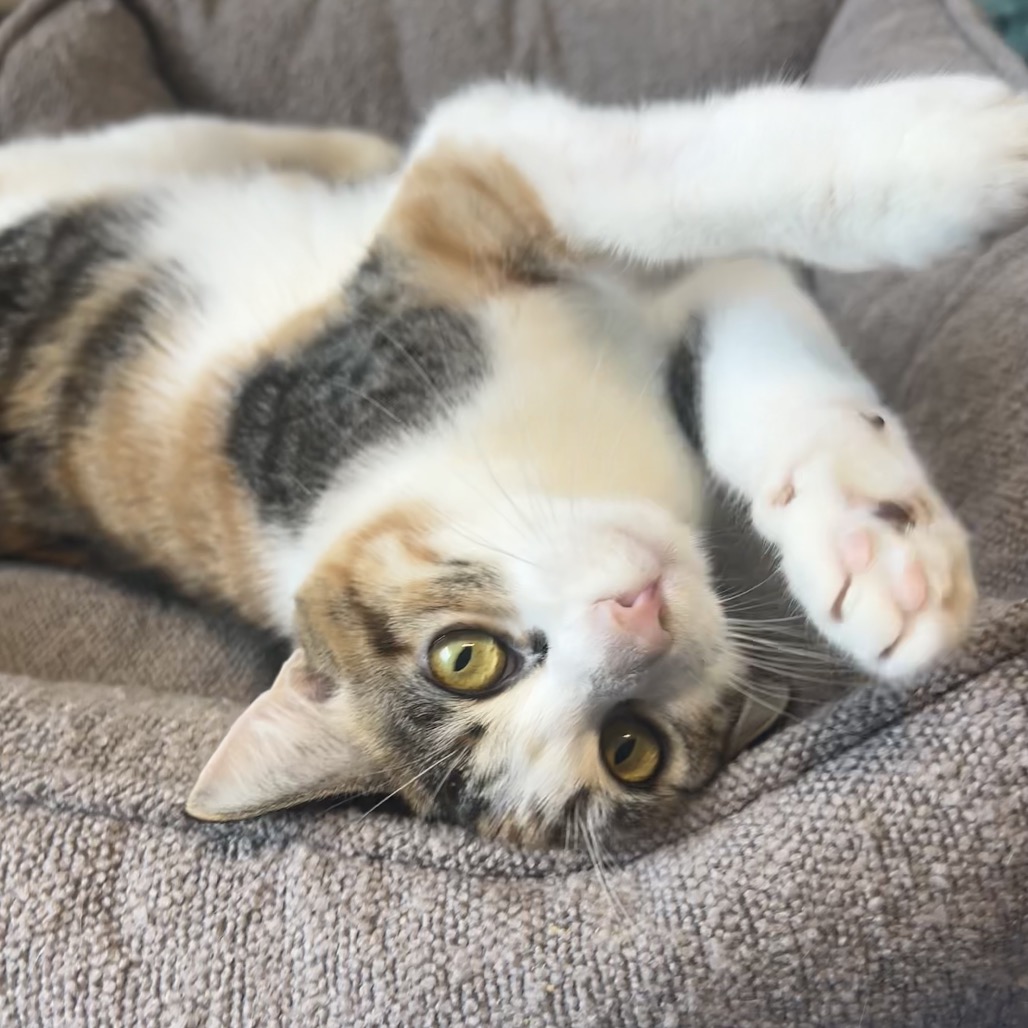 Shelter Stray Female Cat last seen , 8020 Washington St, Port Richey, FL 34668, USA