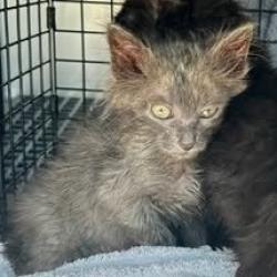 Shelter Stray Male Cat last seen , 54687 Co Rd 19, Bristol, IN 46507, USA