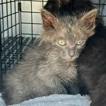 Shelter Stray Male Cat last seen , 54687 Co Rd 19, Bristol, IN 46507, USA