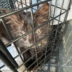 Shelter Stray Female Cat last seen , 54687 Co Rd 19, Bristol, IN 46507, USA