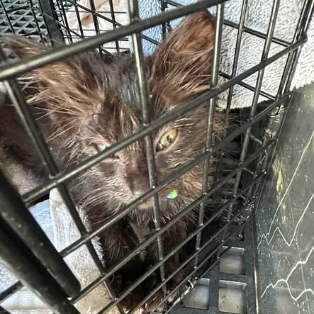 Shelter Stray Female Cat last seen , 54687 Co Rd 19, Bristol, IN 46507, USA