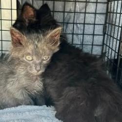 Shelter Stray Female Cat last seen , 54687 Co Rd 19, Bristol, IN 46507, USA