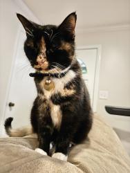 Lost Female Cat last seen Jane Sowers Rd., Statesville, NC, Statesville, NC 28625