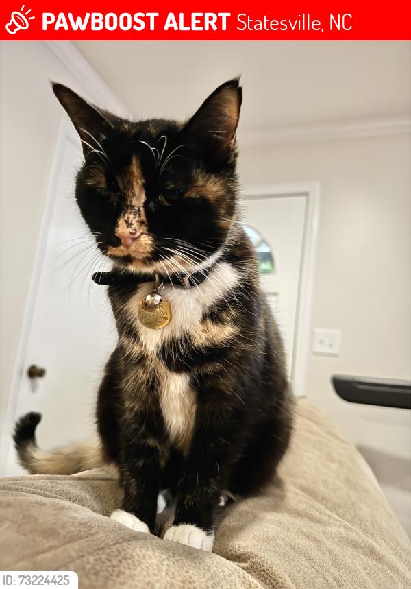 Lost Female Cat last seen Jane Sowers Rd., Statesville, NC, Statesville, NC 28625