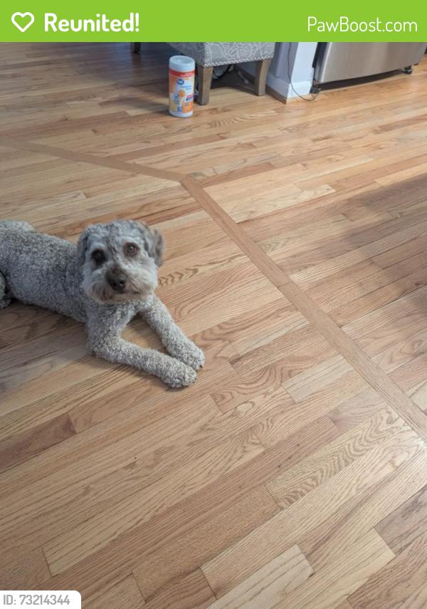 Reunited Unknown Dog last seen Aragona Boulevard in the Potomac Knolls neighborhood, Fort Washington, MD 20744