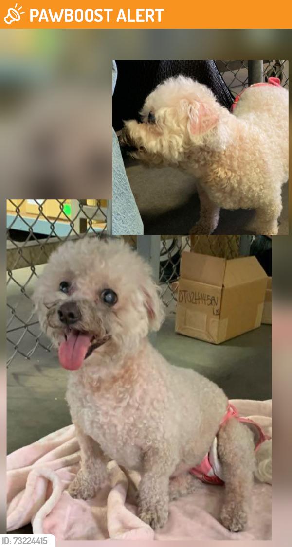 Found/Stray Female Dog last seen Rosecrans Ave. near Star Bucks and Fresenus Kidney Care, Santa Fe Springs, CA 90670