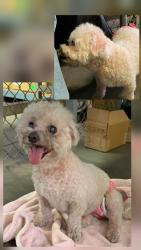Found/Stray Female Dog last seen Rosecrans Ave. near Star Bucks and Fresenus Kidney Care, Santa Fe Springs, CA 90670