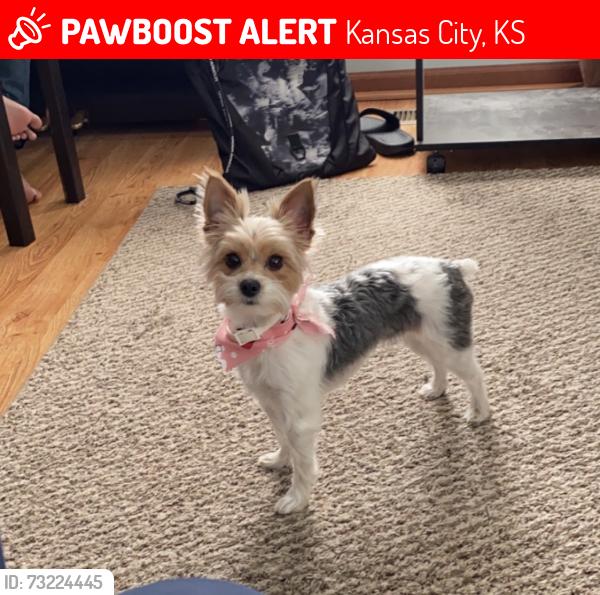 Lost Female Dog last seen State avenue Kansas City, KS, Kansas City, KS 66112