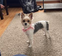 Lost Female Dog last seen State avenue Kansas City, KS, Kansas City, KS 66112