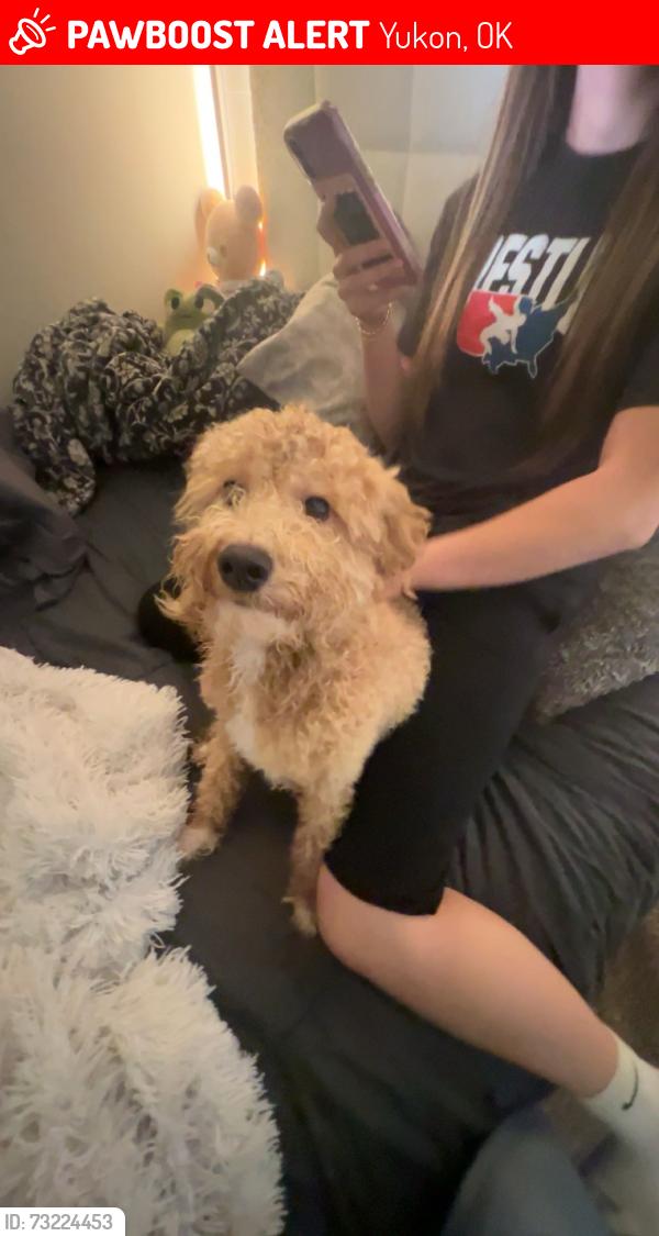 Lost Male Dog last seen On cemetery Road south of W. 10th St., Yukon, OK 73099